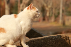 哲学する猫