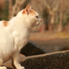 哲学する猫