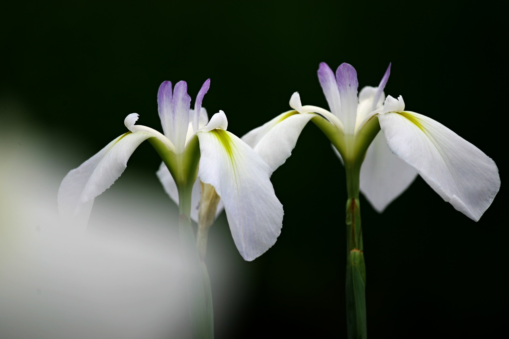 花菖蒲