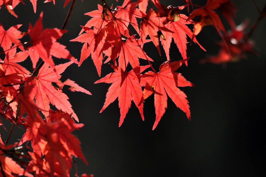 紅葉の葉を透かして