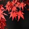 紅葉の葉を透かして