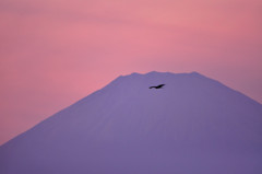 夕焼けの富士と鳶　２