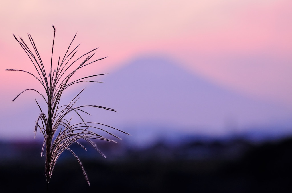 夕方の富士とススキ