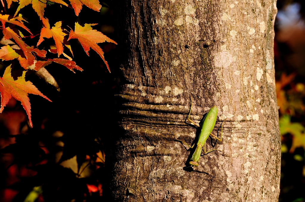 秋色のカマキリ