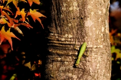 秋色のカマキリ