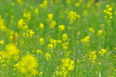 菜の花畑