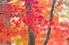 秋の紅葉
