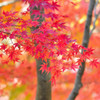 秋の紅葉
