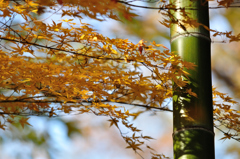 青竹と紅葉