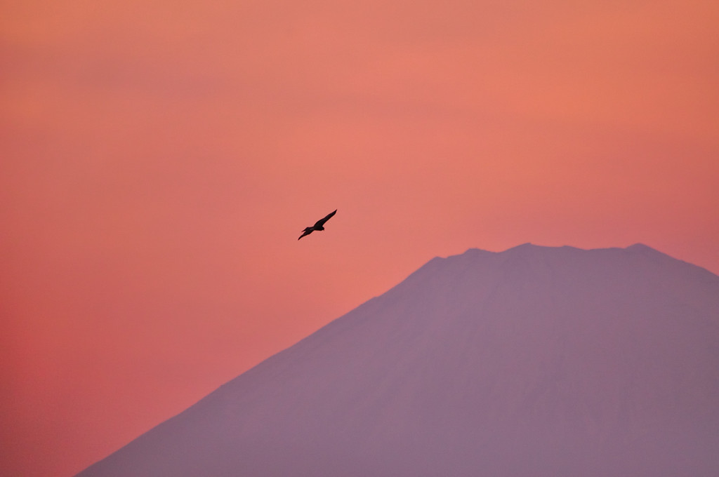 夕焼けの富士と鳶