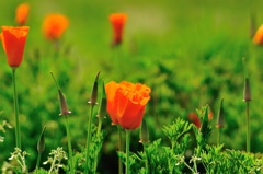 春の花々