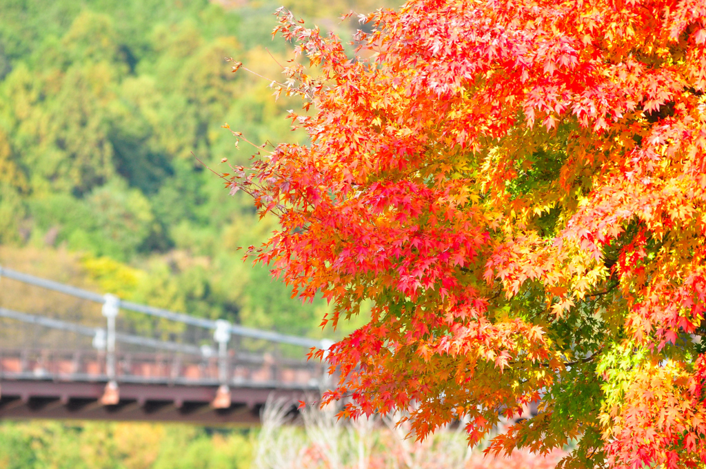 渓谷の紅葉