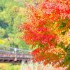 渓谷の紅葉