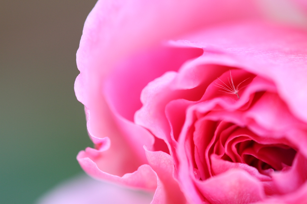 やさしさにつつまれて・・・