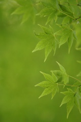 緑溶ろける・・・