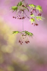 桜の次は・・・