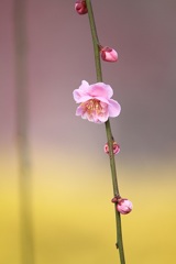 小さな春・・・