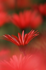 燃ゆる花・・・