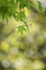光輝いて・・・