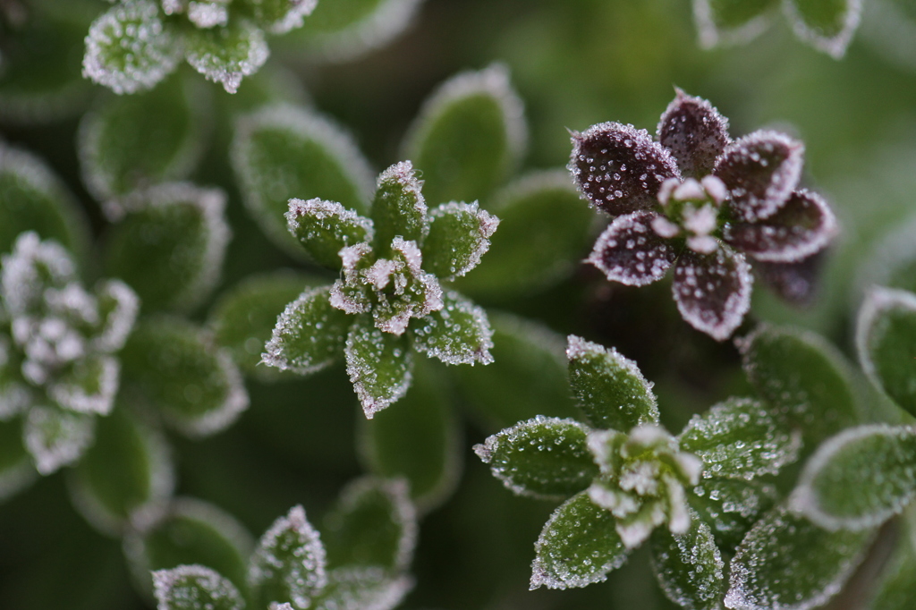 シュガーアイス・・・