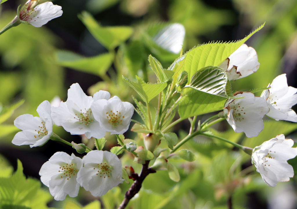 大島桜①