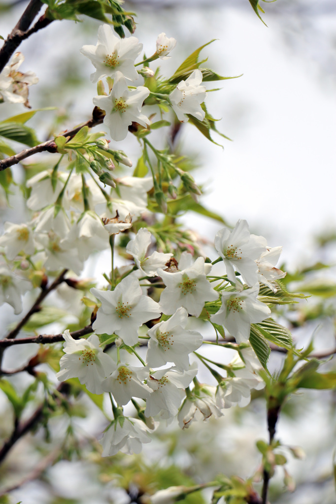 大島桜②