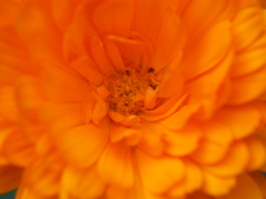 marigold