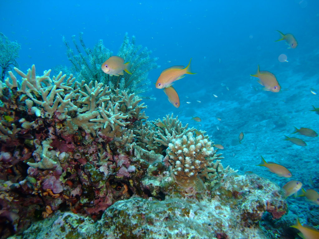 Diving in Okinawa Kerama #3