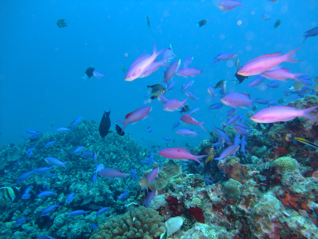 Diving in Okinawa Kerama #4