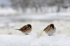 冬の雀