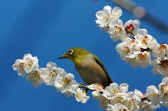 3月6日