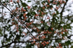 山桜D30_9436-PH
