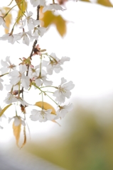 山桜　マクロD30_9462-PH