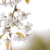 山桜　マクロD30_9462-PH