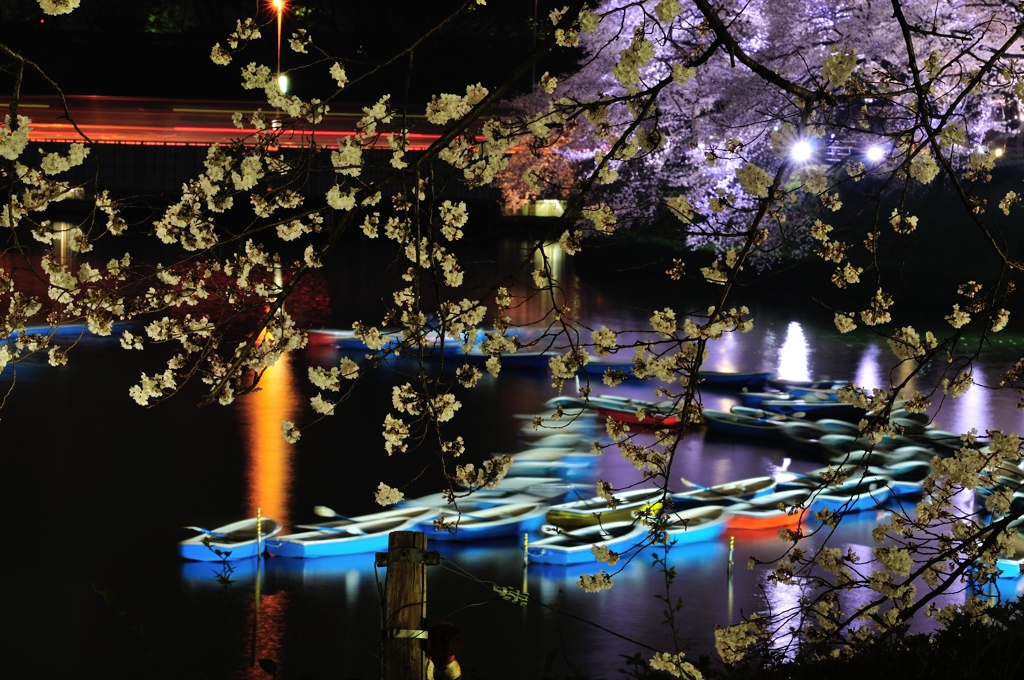 千鳥ヶ淵　夜桜　ボート