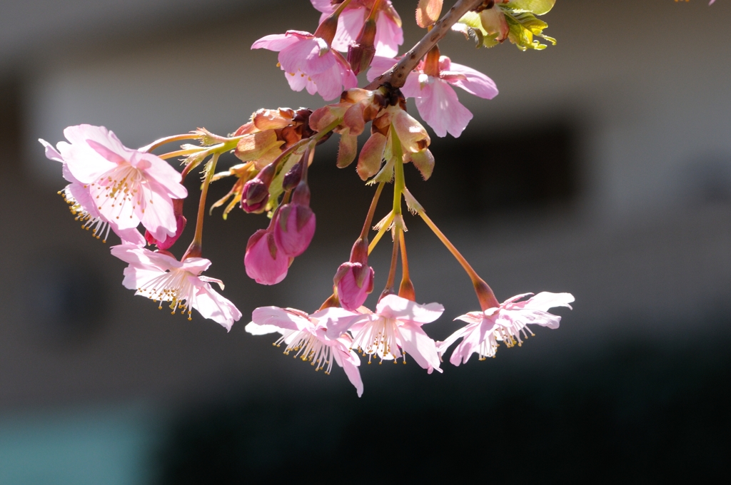 3月6日
