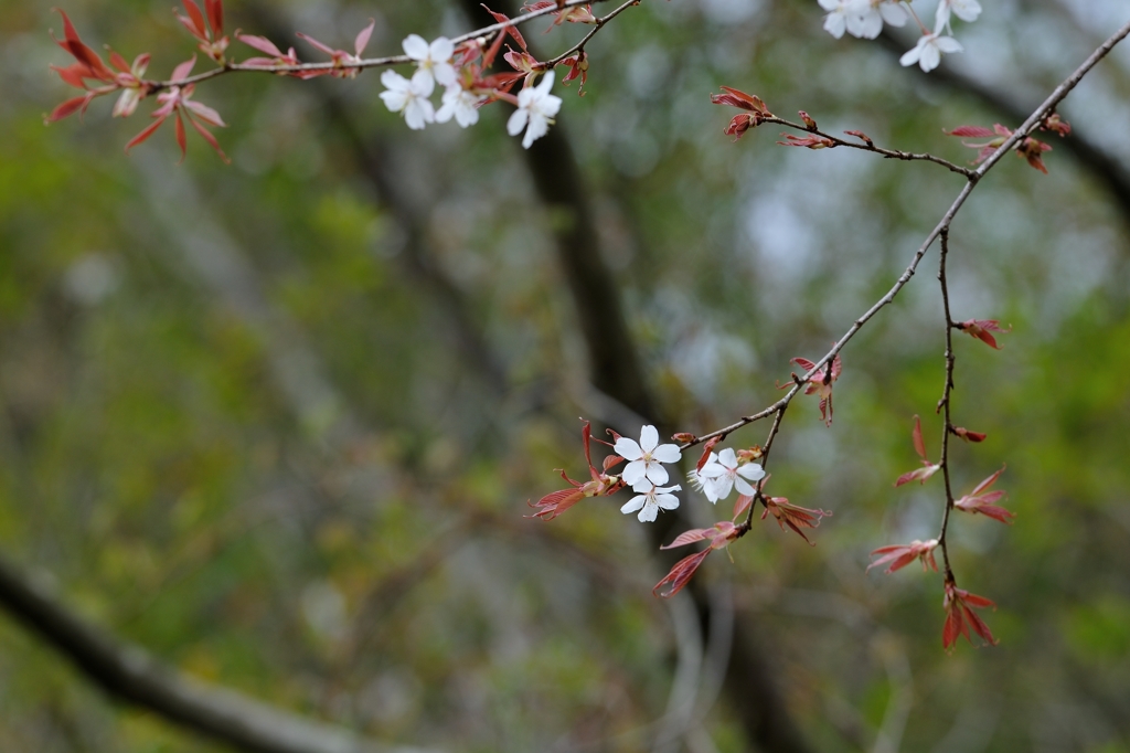 山桜D30_9441-PH