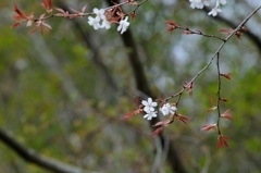 山桜D30_9441-PH