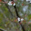 山桜D30_9441-PH