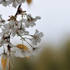 山桜　マクロD30_9460-PH