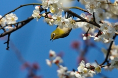 3月6日