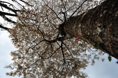 山桜　ワイドOHM_2691-PH