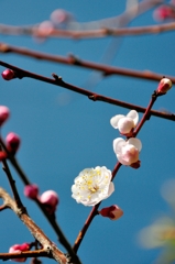 3月6日　誕生日を祝ってくれた花鳥
