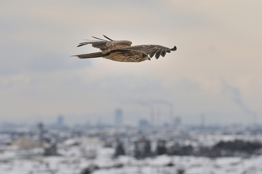 制空権　雪の福島潟