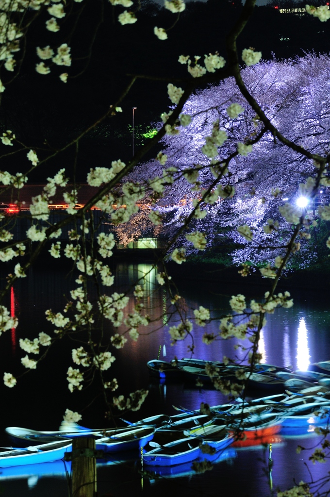 千鳥ヶ淵　夜桜　ボート