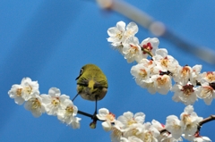 3月6日