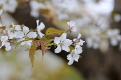 山桜　マクロD30_9458-PH