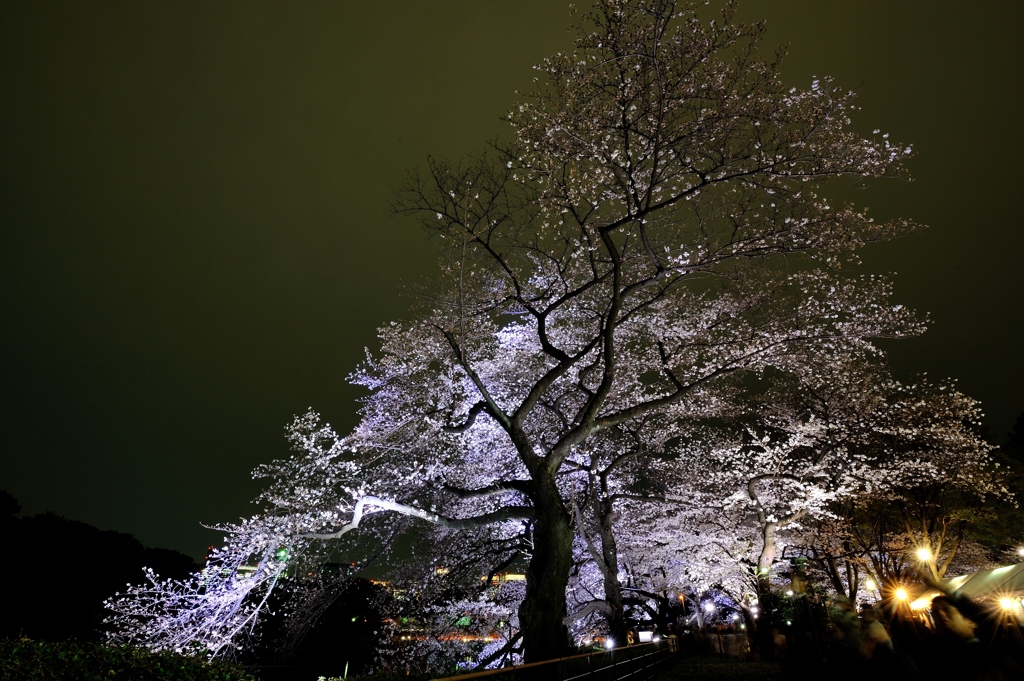 千鳥ヶ淵　夜桜