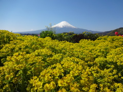 大石公園からの富士山④