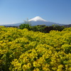 大石公園からの富士山④